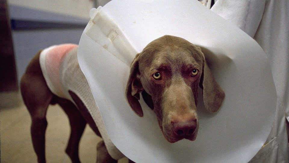 Photo of a sad-eyed dog with a cone around its neck