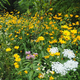 An assortment of wildflowers growing