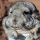 One of 25 endangered short-tailed chinchillas being relocated from the site of the mining project
