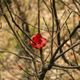 A red flower in the woods.