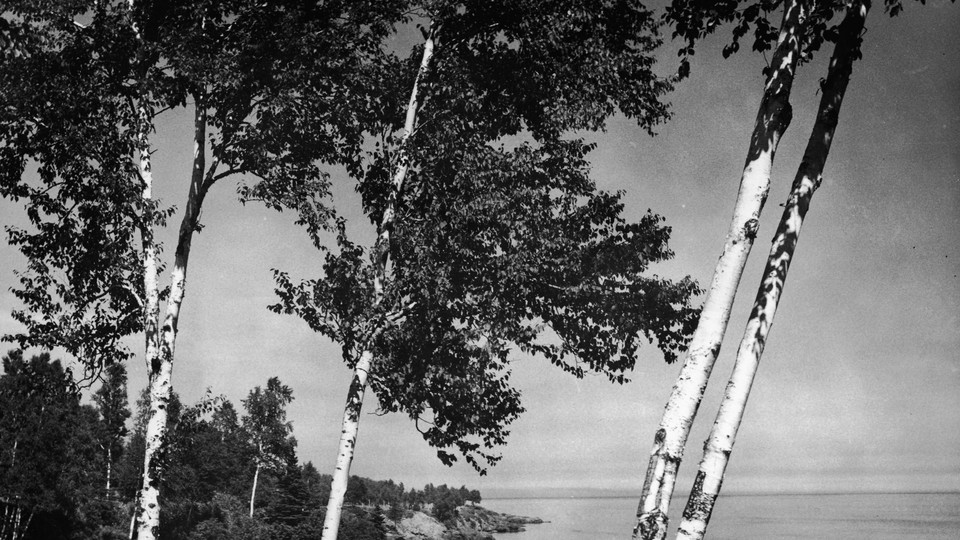 A black and white photograph of birch trees over cliffs