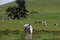 Cows graze on a dairy farm
