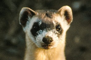 Picture of an endangered black-footed ferret