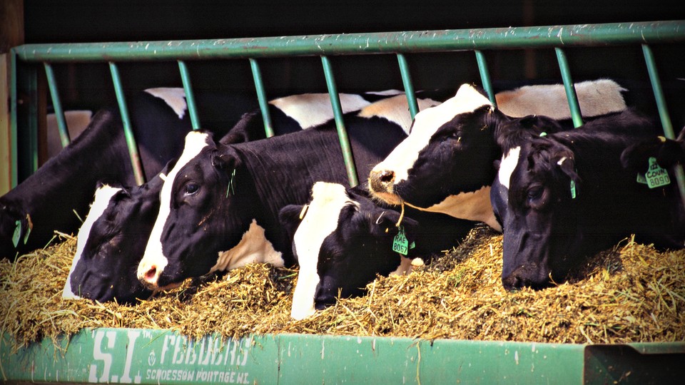 Holstein dairy cows