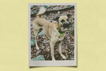 An polaroid photo of a pariah dog set against a yellow background