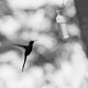 A black and white photo of a hummingbird in the air