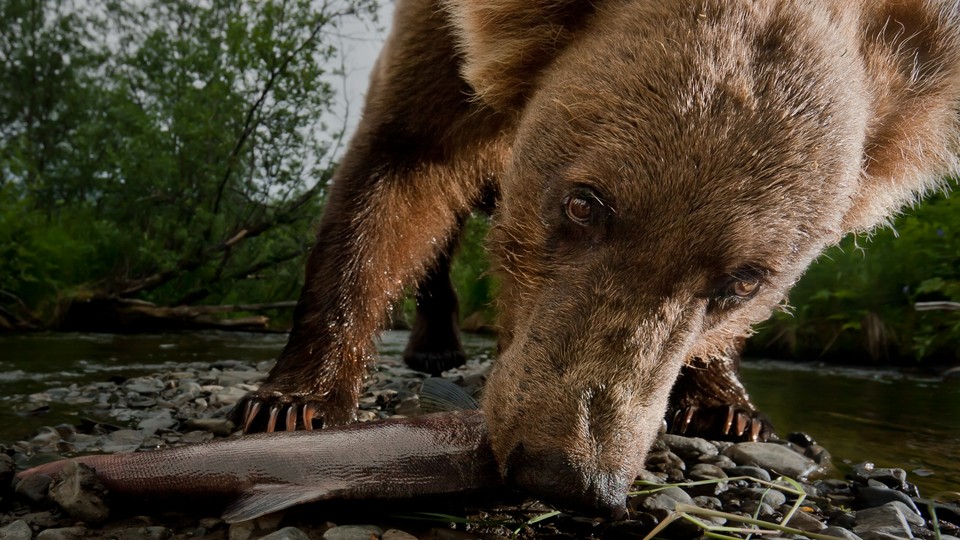 A Kodiak grizzly bear eats a salmon. 