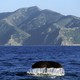 A whale's tail appears above water with mountains in the background