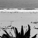 black-and-white photo of beach