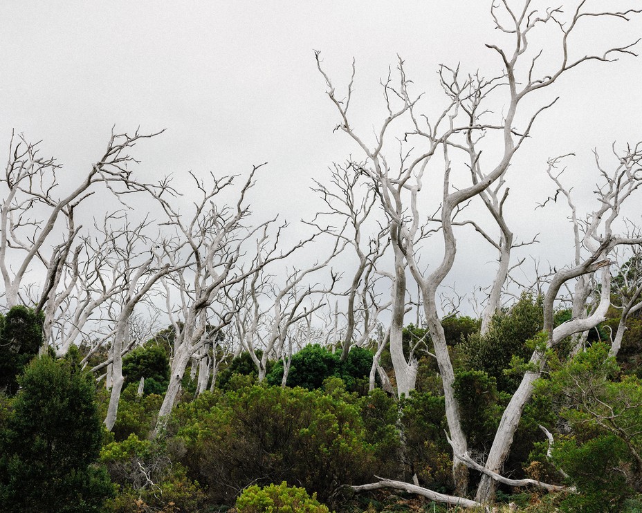 photo of white dead trees sticking up from green landscape