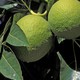 Two yellow-green breadfruits on a branch with large leaves in the sun