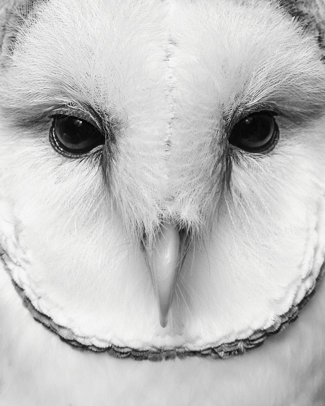 black and white close-up photo of face of white barn owl