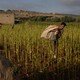 Workers harvest tobacco leaves in Lebanon near the Israeli border.