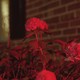 flowers glowing by a red light at night