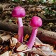 Two bright pink mushrooms