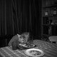 A black-and-white photo of a young girl asleep at the dinner table