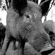 A black-and-white photo of a feral hog.