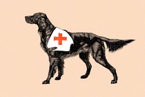 A black dog wearing a white harness with a red cross