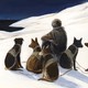 Illustration of a man sitting on a snow-covered hill surrounded by sled dogs