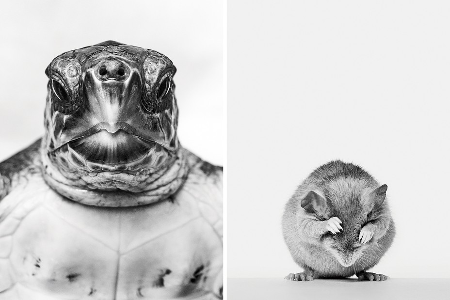 2 black and white photos: a close-up view of a sea turtle's head; a titmouse with head bowed and paws over eyes