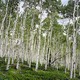 photo of dense stand of aspen trees with blue sky