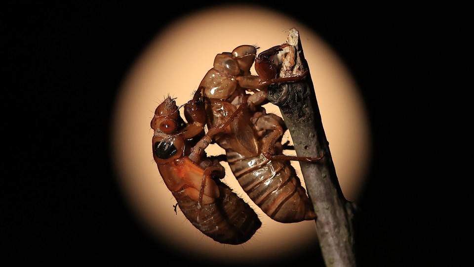 A cicada nymph clings to the empty shell of a previously molted cicada