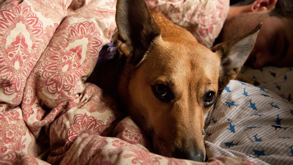 a brown, pointy-eared dog, wrapped in a blanket, gazes up at the camera