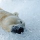 A polar bear rests on a pile of ice cubes.