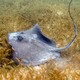 A stingray swims on the ocean floor, among seagrass