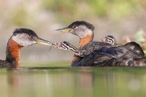 Two small grebe chicks ride on the back of an adult, as another adult feeds one of the chicks.