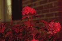 flowers glowing by a red light at night