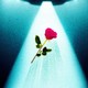 A drawing of a UFO abducting a rose