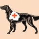 A black dog wearing a white harness with a red cross