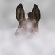 A photograph of the top of a brown donkey's head peeking out from a cloud of smoke