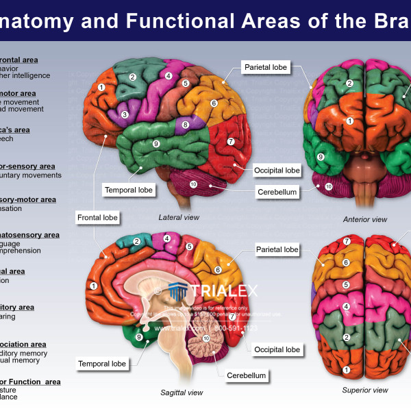 Anatomy and Functional Areas of the Brain