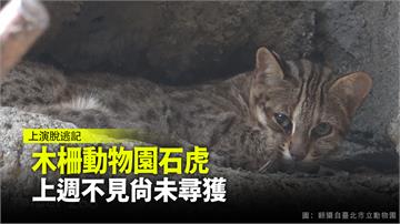 木柵動物園石虎 上週不見尚未尋獲