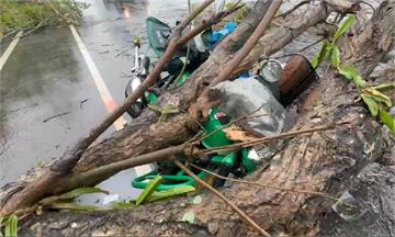 彰化大雨黃花風鈴木倒塌   45歲郵差遭砸中送醫...