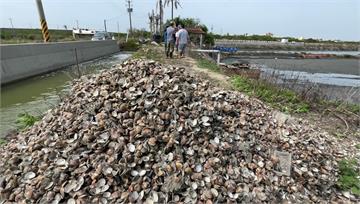 嘉義布袋「幾千公斤蛤蠣」大量死亡 養殖戶欲哭無淚