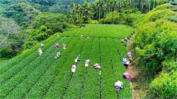 感受茶文化！ 「高山茶都嘉義」盛大開幕