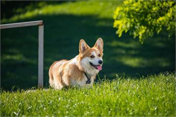 英國女王鍾愛的柯基犬身價翻漲！ 英網站售價近9萬...