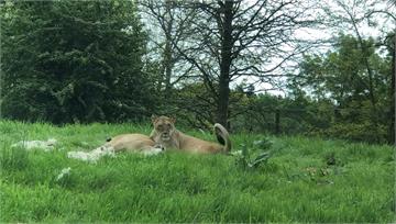 人類害的！地球第6次大滅絕ing 野生動物數量銳...