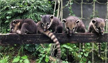 浣熊遭同伴攻擊死 壽山動物園：強化留意群體狀況