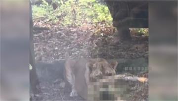 野生小獼猴玩耍墜欄遭母獅吞了！ 壽山動物園：獵捕...