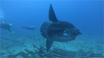 夢幻魚種「隱翻車魚」現身墾丁！ 潛水客共游直喊幸...