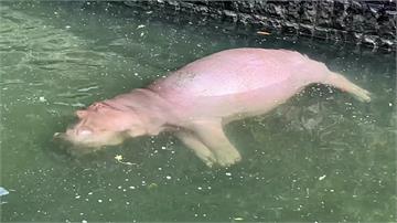 口鼻淹沒一動不動 壽山動物園河馬「香香」泡湯被當...