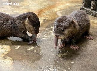 萌翻！小爪水獺4胞胎齊聚亮相 即日起溫帶動物區見...