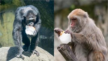 圖／太熱了！ 北市動物園特製「柳葉魚冰」、「水果...