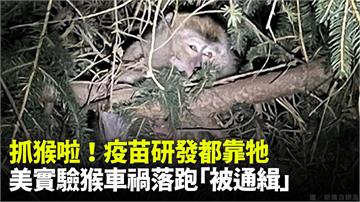 抓猴啦！疫苗研發都靠牠  美實驗猴車禍落跑「被通...