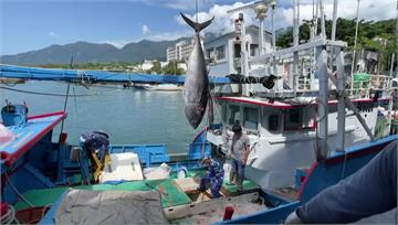 再捕257kg黑鮪魚！ 台東新港船長破紀錄樂翻