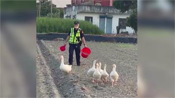 疑地震嚇到逃家！警化身「趕鵝人」 破烏龍竊案